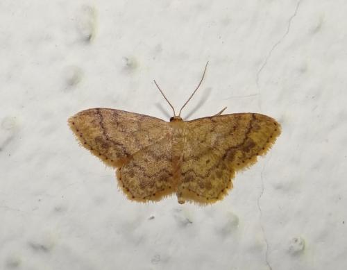 Réf. 285 928 : Idaea subsaturata